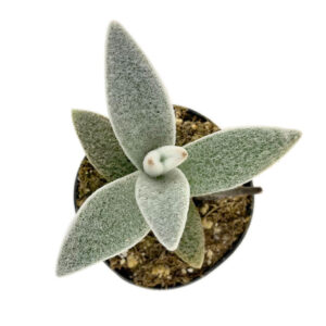 Kalanchoe Polar Bear