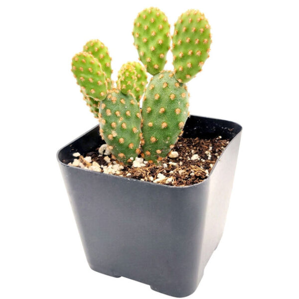 Cactus Pack - Image 9