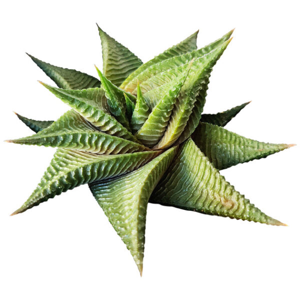 Haworthia Limifolia Twister - Image 4