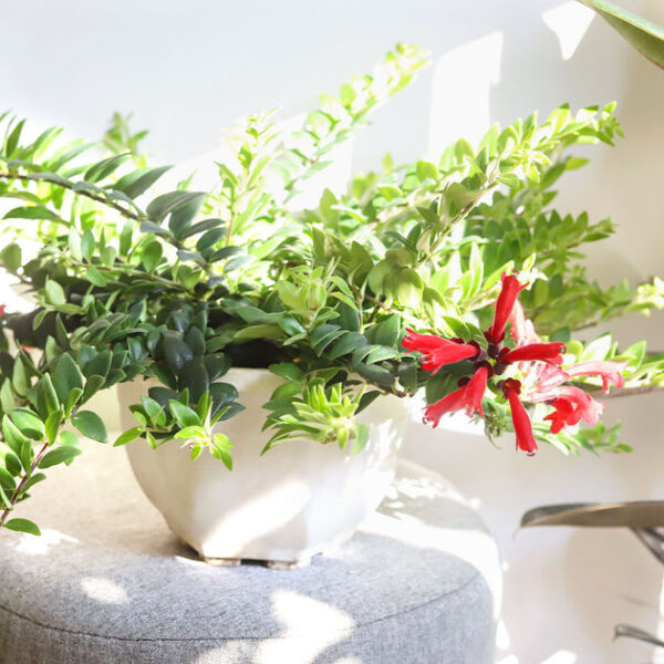 Aeschynanthus Radicans 'Red Lipstick' - Image 5