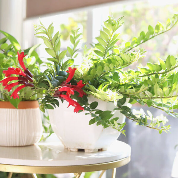 Aeschynanthus Radicans 'Red Lipstick' - Image 6