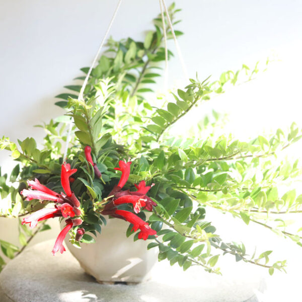 Aeschynanthus Radicans 'Red Lipstick' - Image 8