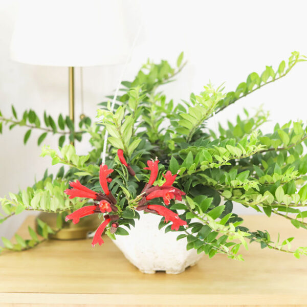Aeschynanthus Radicans 'Red Lipstick' - Image 9