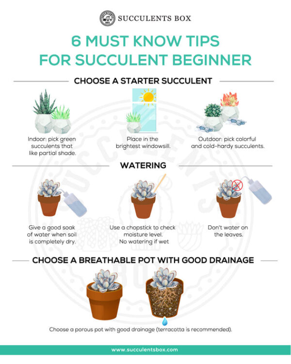 Beginner Kit (tools only) - Image 4