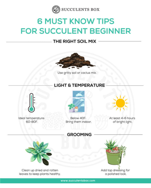 Beginner Kit (tools + 4" plant) - Image 6