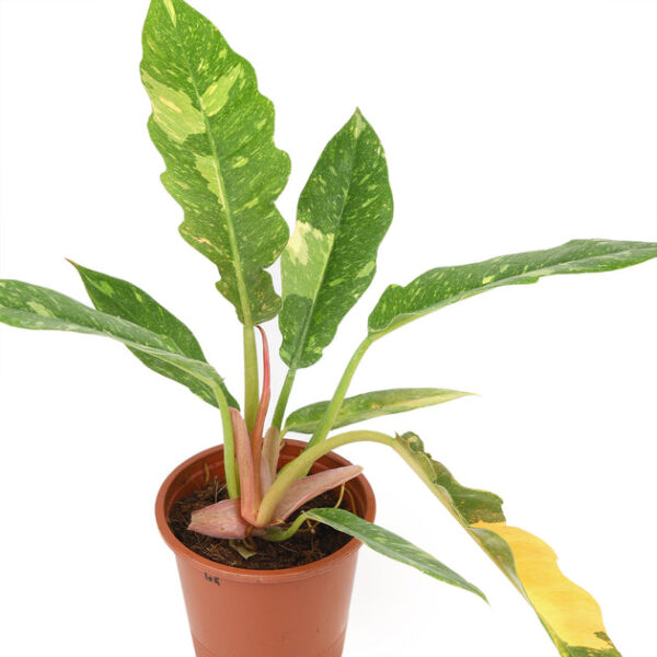 Philodendron Ring of Fire - Image 3