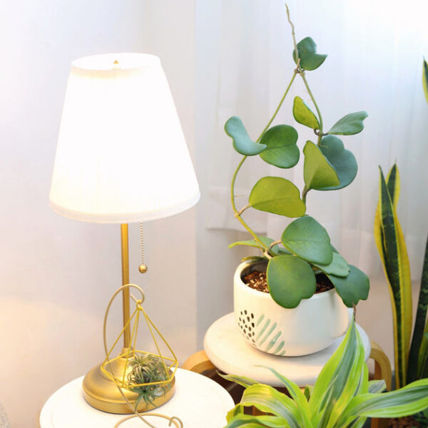Trailing Hoya Kerrii Heart (At least 3+ leaves) - Image 2
