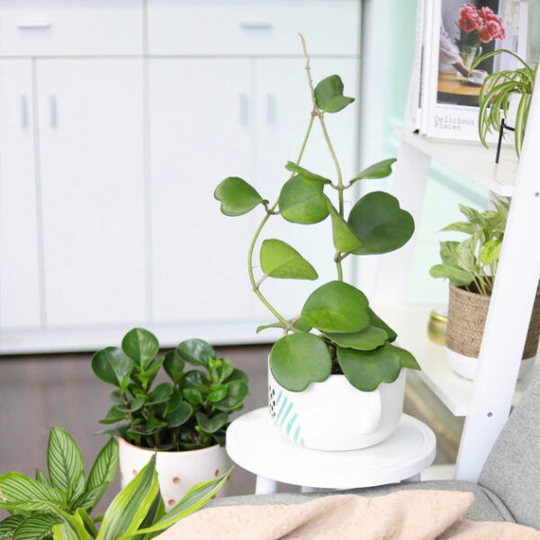 Trailing Hoya Kerrii Heart (At least 3+ leaves) - Image 8