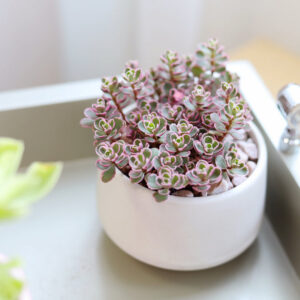 Sedum Tricolor Spurium