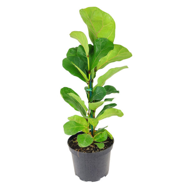 Ficus Lyrata - Image 5