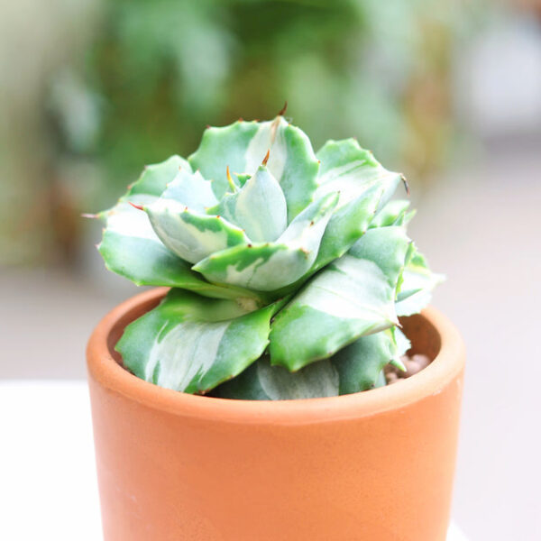 Variegated Butterfly Agave - Image 2
