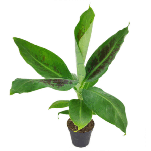 Musa Tropicana Banana Plant