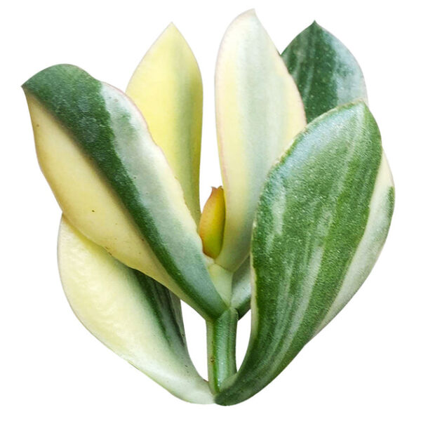Crassula Hummel’s Sunset - Image 2
