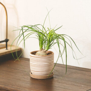 Ponytail Palm
