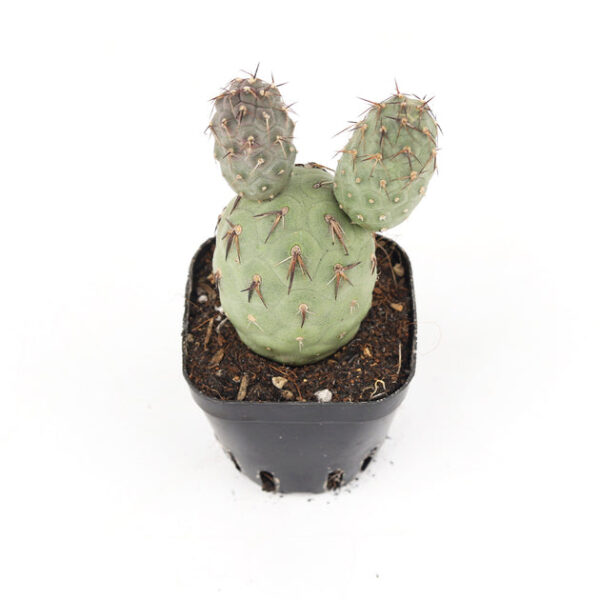 Rare Tephrocactus Geometricus - Image 5