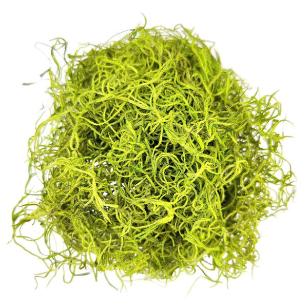 Green Preserved Spanish Moss - Image 2