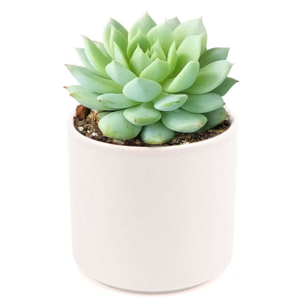 Echeveria Painted Lady - Image 6