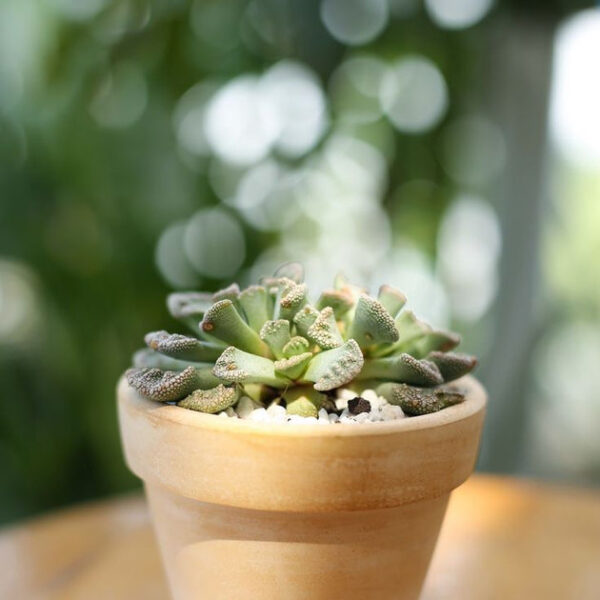 Concrete Leaf Titanopsis Calcarea Cactus - Image 2