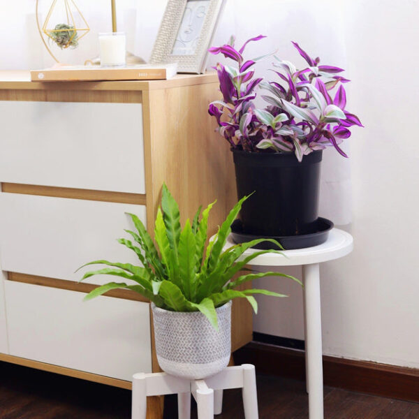Bird's Nest Fern - Image 8