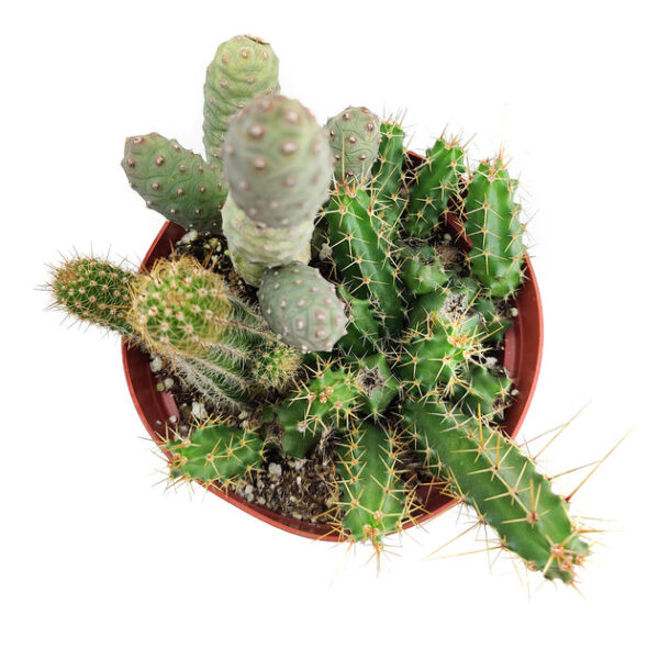 Cactus Garden Arrangement - Image 7