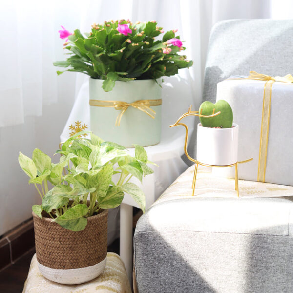 Marble Queen Pothos - Image 7