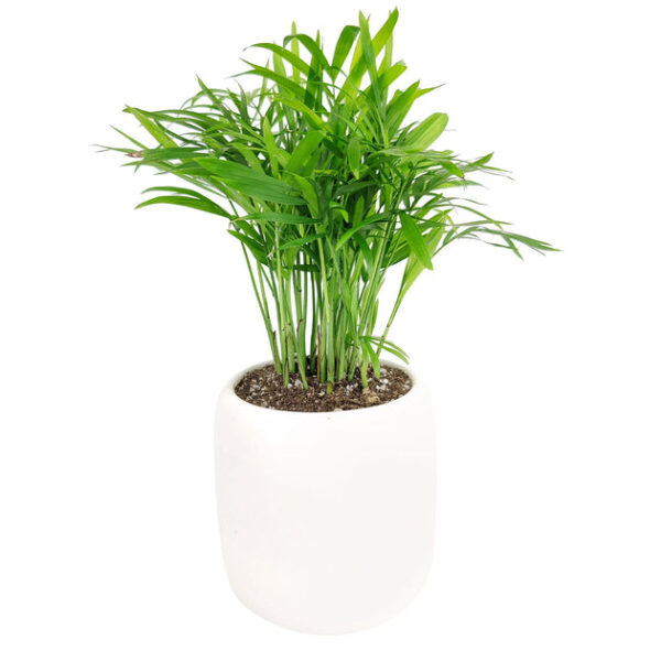 Neanthe Bella Palm - Image 9