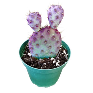 Rare Purple Prickly Pear Cactus