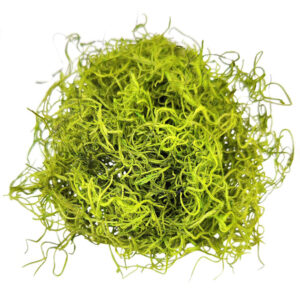 Green Preserved Spanish Moss