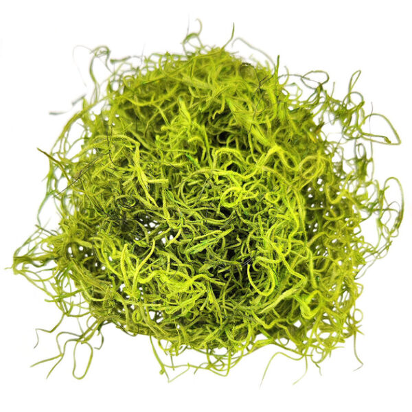 Green Preserved Spanish Moss