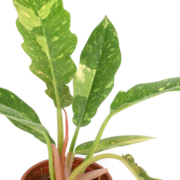 Philodendron Ring of Fire - Image 5
