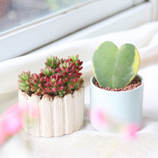 Variegated Hoya Kerrii Heart - Image 2