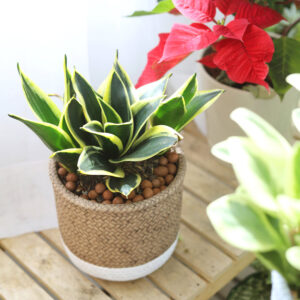 Snake Plant Sansevieria Black Gold Superba
