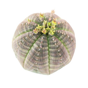 Euphorbia Obesa Cactus