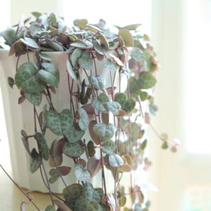 String Of Hearts Ceropegia woodii