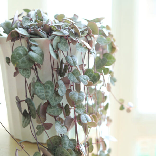 String Of Hearts Ceropegia woodii