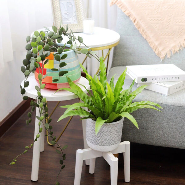Bird's Nest Fern - Image 9