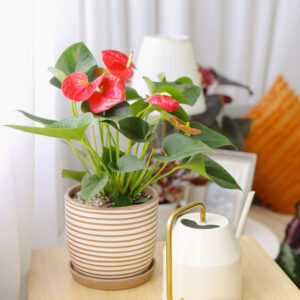 Anthurium Red