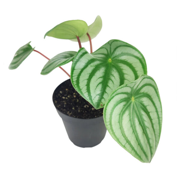 Peperomia Watermelon - Image 4