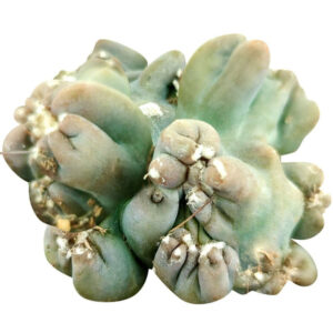 Cereus Ming Thing Cactus
