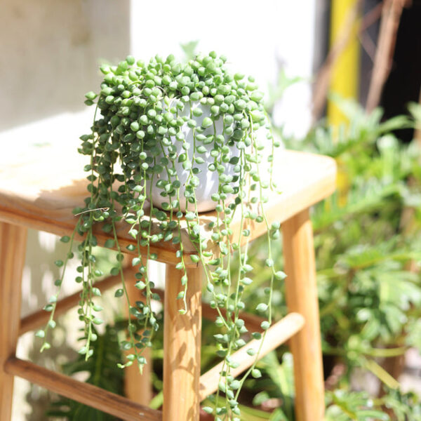 String of Tears Senecio Herreianus - Image 2