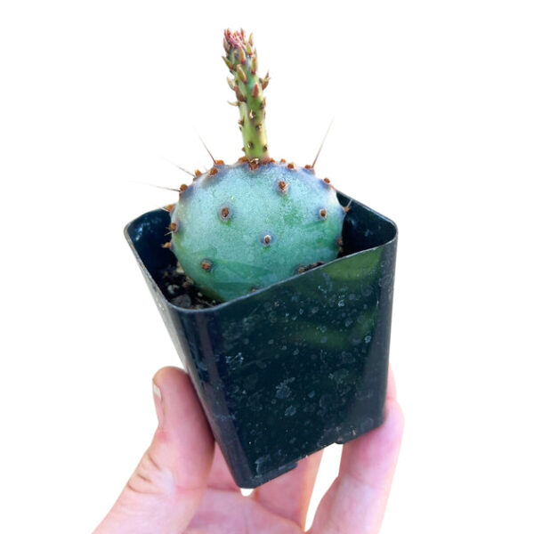 Rare Purple Prickly Pear Cactus - Image 4