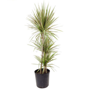 Medium size Dracaena Marginata