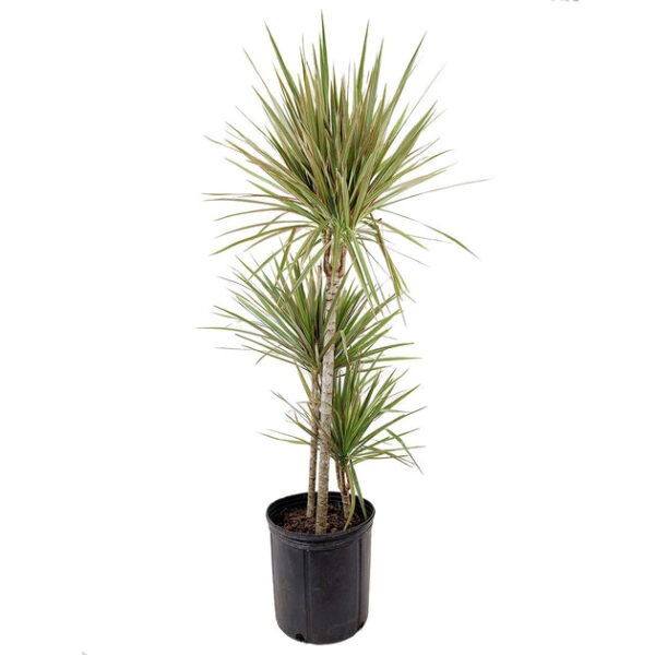 Medium size Dracaena Marginata - Image 2