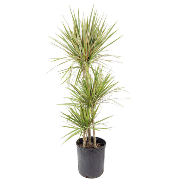 Medium size Dracaena Marginata - Image 3