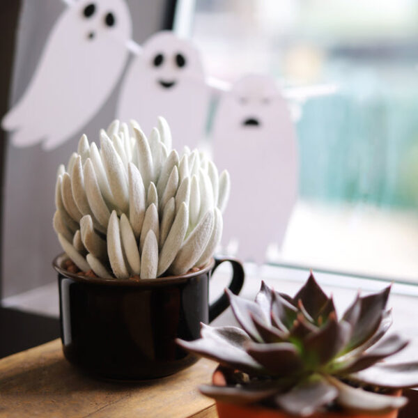 Senecio Cocoon Plant - Image 6