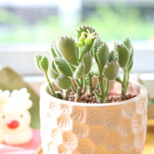 Cotyledon Tomentosa Bear Paw