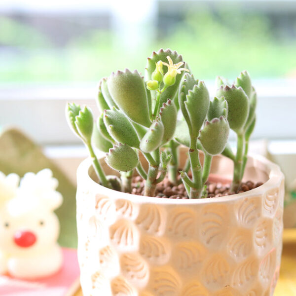 Cotyledon Tomentosa Bear Paw
