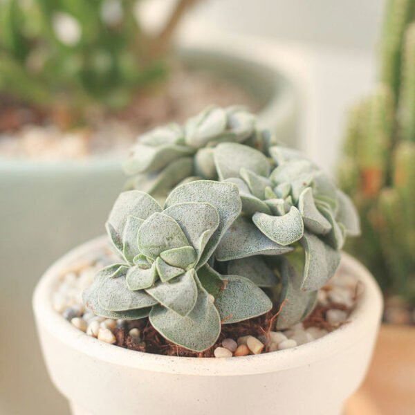 Crassula Morgan hybrid w. Silver Springtime - Image 2