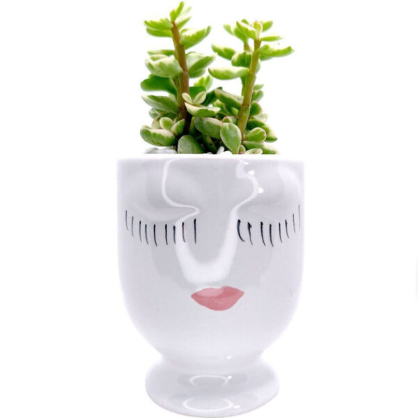 Beauty Pot - Image 5