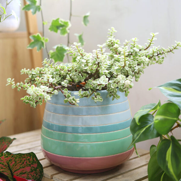 Elephant Bush - Image 5